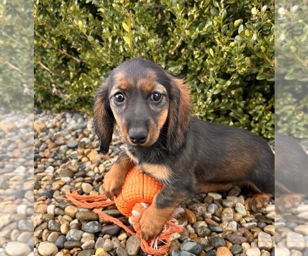 Medium Photo #2 Dachshund Puppy For Sale in MIDDLEBURY, IN, USA