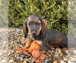 Small #1 Dachshund