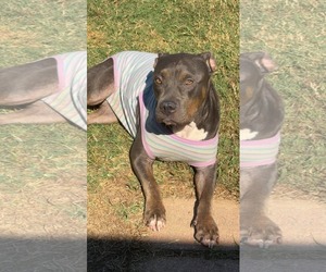 American Pit Bull Terrier-Unknown Mix Dogs for adoption in Germantown, OH, USA