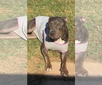 Gretchen - Female American Pit Bull Terrier-Unknown Mix Dog for Adoption - Small photo