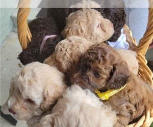 Goldendoodle (Miniature) Puppy for sale in TEMPLE HILLS, MD, USA