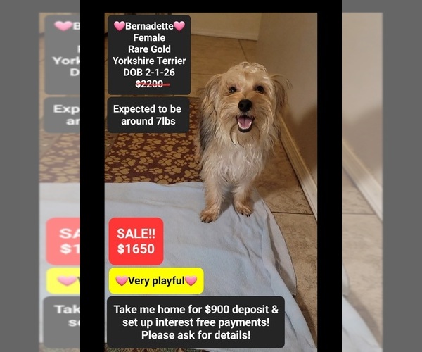 Medium Photo #1 Yorkshire Terrier Puppy For Sale in TUCSON, AZ, USA