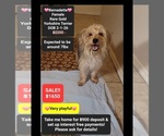 Image preview for Ad Listing. Nickname: Bernadette