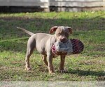 Small Photo #5 American Bully Puppy For Sale in CRESTVIEW, FL, USA
