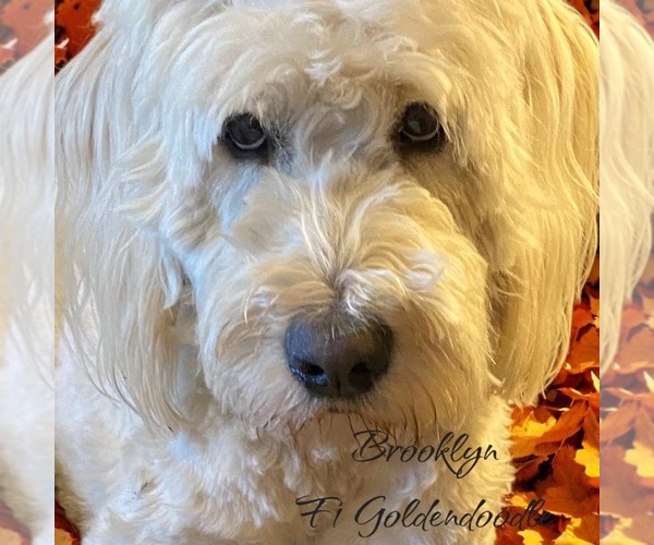 Medium Photo #1 Golden Mountain Doodle Puppy For Sale in SAINT CLOUD, MN, USA