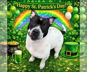 Mutt Dogs for adoption in Sistersville, WV, USA