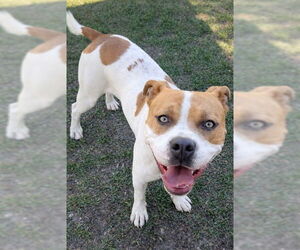 Mutt Dogs for adoption in Riverside, CA, USA