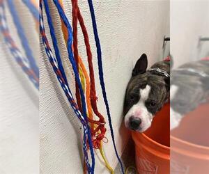 Bull Terrier-Unknown Mix Dogs for adoption in Houston, TX, USA