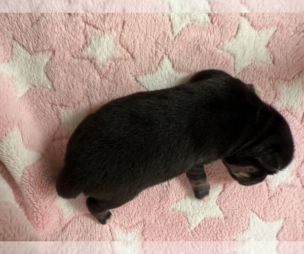 Medium Photo #8 Pomsky-Shiba Inu Mix Puppy For Sale in NASHUA, NH, USA