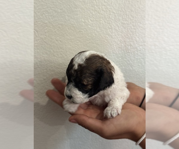 Medium Photo #11 Bernedoodle (Miniature) Puppy For Sale in LONGMONT, CO, USA