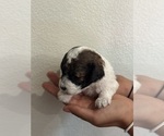 Small #10 Bernedoodle (Miniature)