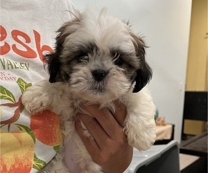 Shih Tzu Puppy for sale in RIVERVIEW, FL, USA