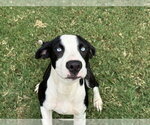 LUFFY - Male Mutt Dog for Adoption - Small photo