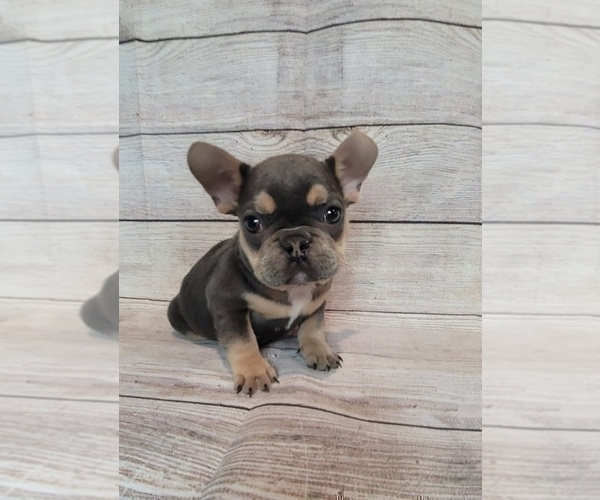 Medium Photo #4 French Bulldog Puppy For Sale in INDIANAPOLIS, IN, USA