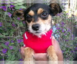 Small Chihuahua Mix