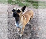 Small Photo #15 Chiweenie Puppy For Sale in Phoenix, AZ, USA