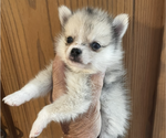 Small #10 Pomsky