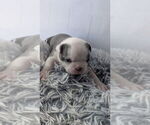 Small Photo #22 Boston Terrier Puppy For Sale in ROCHESTER, NH, USA