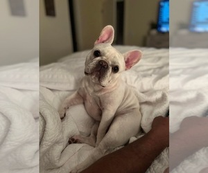 Mother of the French Bulldog puppies born on 08/06/2022