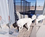 Small Photo #2 Great Pyrenees Puppy For Sale in PEYTON, CO, USA