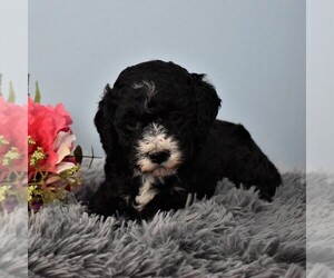Aussiedoodle Miniature Puppy for sale in SUNBURY, PA, USA