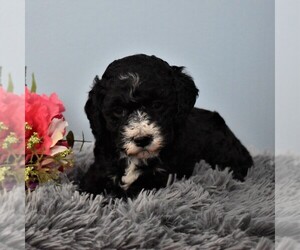 Aussiedoodle Miniature  Puppy for sale in SUNBURY, PA, USA