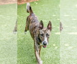 Small #3 Holland Shepherd Mix