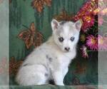 Small Photo #1 Pomsky Puppy For Sale in GAP, PA, USA