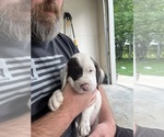 Small Photo #5 Llewellin Setter Puppy For Sale in ELK MOUND, WI, USA
