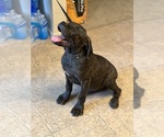 Small Photo #4 Cane Corso Puppy For Sale in ADELANTO, CA, USA