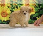 Pretzel - Male Poodle (Toy) Puppy for Sale - Photo #27