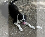 Small #11 Mutt
