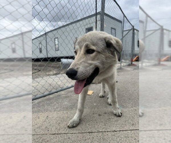 Medium Photo #1 Great Pyrenees-Unknown Mix Puppy For Sale in Stockton, CA, USA