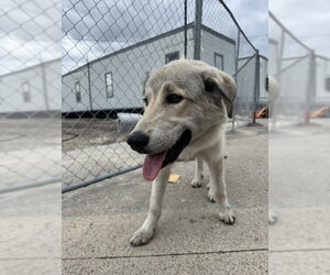 Great Pyrenees-Unknown Mix Dogs for adoption in Stockton, CA, USA