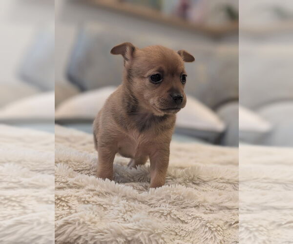 Medium Photo #3 Chiweenie Puppy For Sale in Raleigh, NC, USA