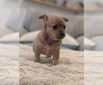 Small #2 Chiweenie