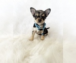 Small #10 Chihuahua