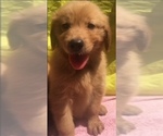 Small Golden Retriever