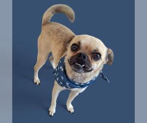 Pug-Unknown Mix Dogs for adoption in Bakersfield, CA, USA