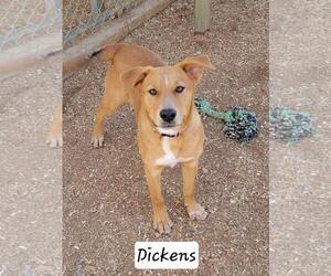 Mutt Dogs for adoption in Granbury, TX, USA
