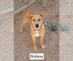 Small Photo #1 Mutt Puppy For Sale in Granbury, TX, USA