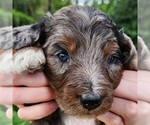 Small #5 F2 Aussiedoodle