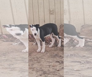 Mutt Dogs for adoption in NYC, NY, USA