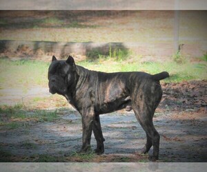 Father of the Cane Corso puppies born on 04/25/2022