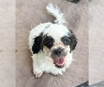 Oreo - Male Shih Tzu Puppy for Sale - Photo #7