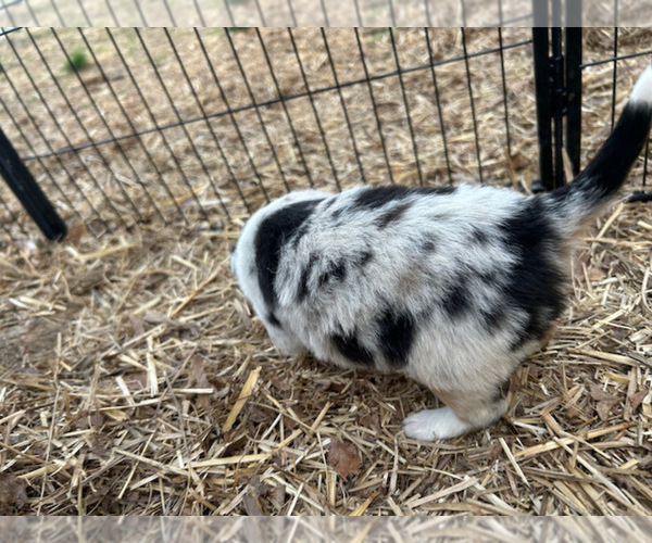 Medium Photo #56 Australian Shepherd Puppy For Sale in SMITHS GROVE, KY, USA