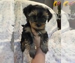Small Photo #28 Yorkshire Terrier Puppy For Sale in RHOADESVILLE, VA, USA