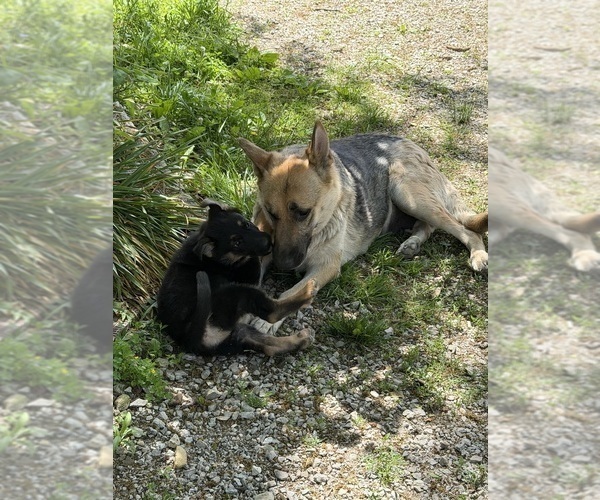 Medium Photo #3 German Shepherd Dog Puppy For Sale in FORT WAYNE, IN, USA