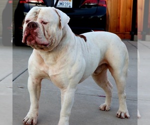 Father of the American Bulldog puppies born on 08/04/2020