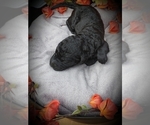 Small Photo #5 Labradoodle Puppy For Sale in COLDWATER, MI, USA
